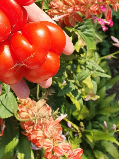 1268 Reisetomate (Подорож) 