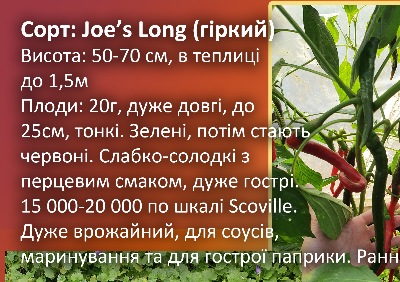 6025 Joe's Long (гіркий)