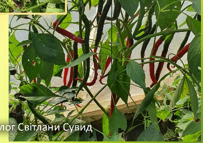 6025 Joe's Long (гіркий)