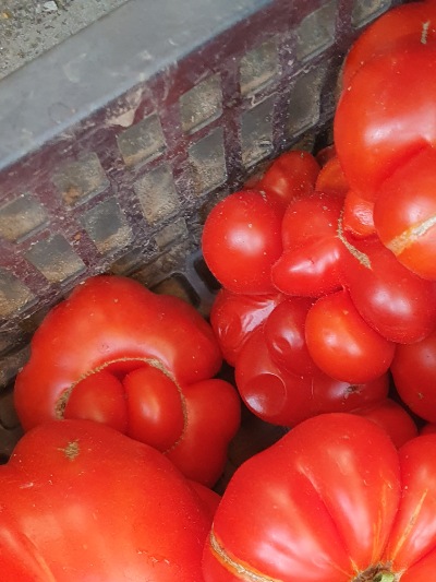 1268 Reisetomate (Подорож) 