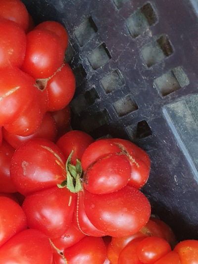 1268 Reisetomate (Подорож) 