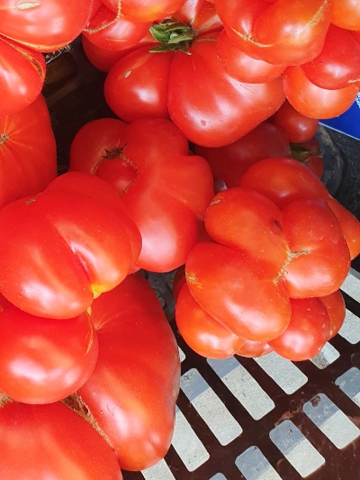 1268 Reisetomate (Подорож) 