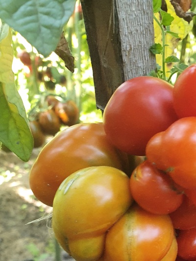 1268 Reisetomate (Подорож) 