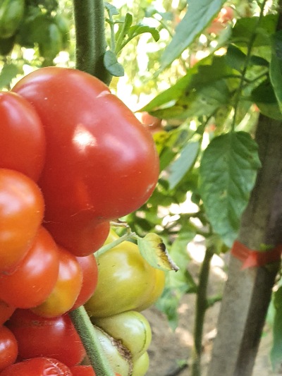 1268 Reisetomate (Подорож) 