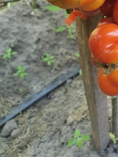 1268 Reisetomate (Подорож) 