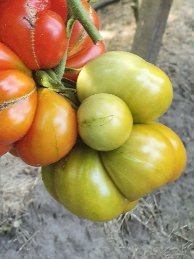 1268 Reisetomate (Подорож) 