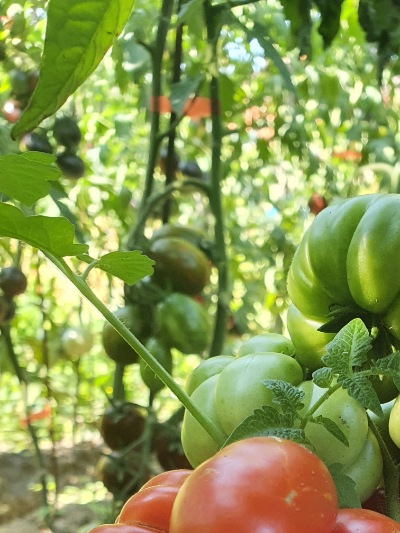 1268 Reisetomate (Подорож) 