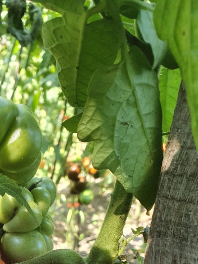 1268 Reisetomate (Подорож) 