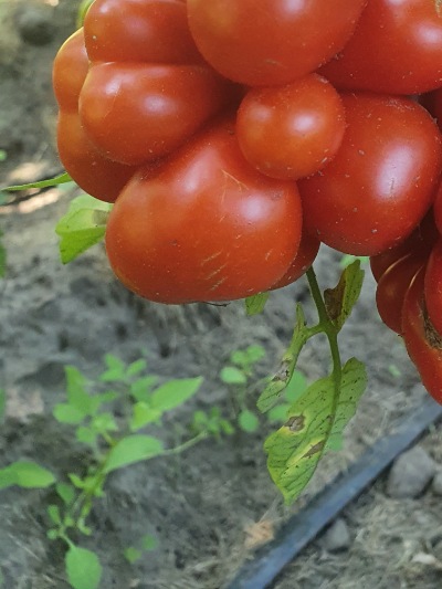 1268 Reisetomate (Подорож) 
