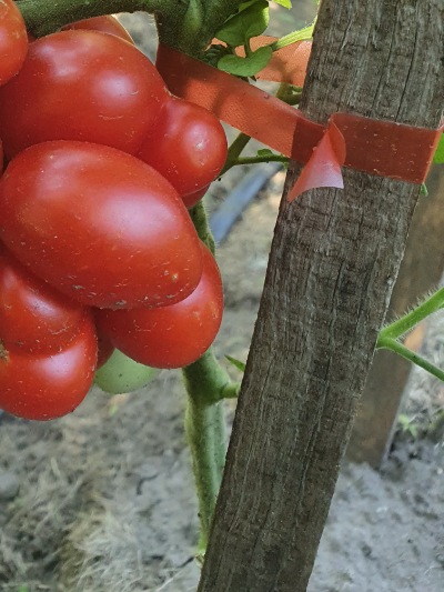 1268 Reisetomate (Подорож) 
