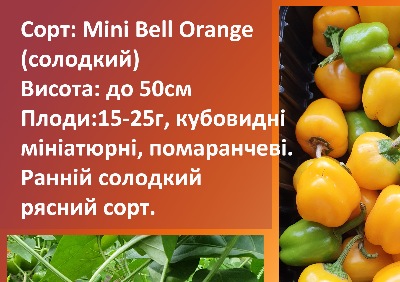 6020 Mini bell orange (солодкий) - Міні Бел Помаранчевий