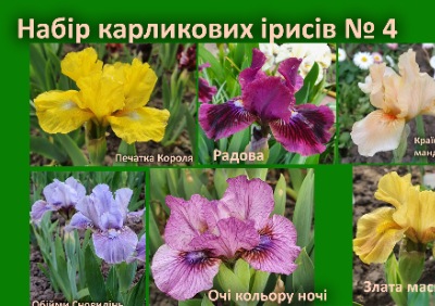25315 Набір карликових ірисів №4 (20 сортів) Українські сорти