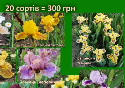 25315 Набір карликових ірисів №4 (20 сортів) Українські сорти