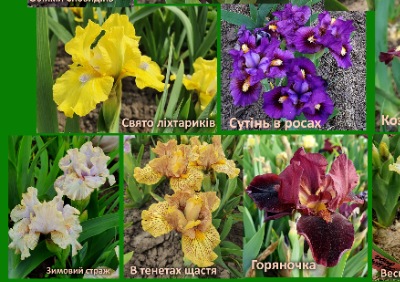 25315 Набір карликових ірисів №4 (20 сортів) Українські сорти