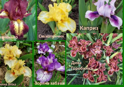 25315 Набір карликових ірисів №4 (20 сортів) Українські сорти