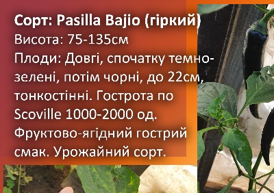 6027 Pasilla Bajio (гіркий)