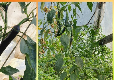 6027 Pasilla Bajio (гіркий)