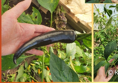 6027 Pasilla Bajio (гіркий)