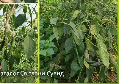 6027 Pasilla Bajio (гіркий)