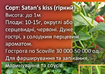 6028 Satan's Kiss (гіркий)