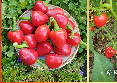 6028 Satan's Kiss (гіркий)