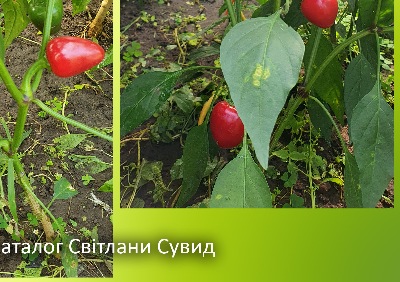 6028 Satan's Kiss (гіркий)