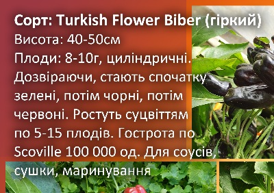 6029 Turkish Flower Biber (гіркий)