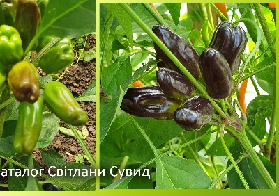 6029 Turkish Flower Biber (гіркий)