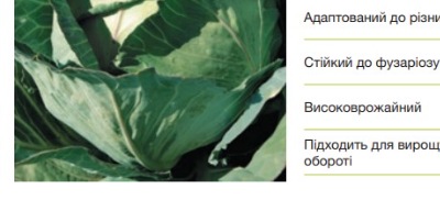 8007 Капуста Середньостигла Глорія F1