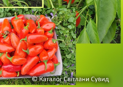 6022 Гамік червоний (солодкий) 