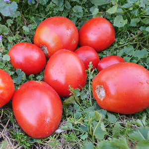 Насіння помідору Amish Paste (Аміш Паста)
