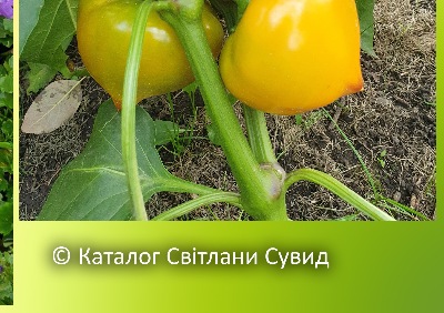 6041 Леся жовта (солодкий)