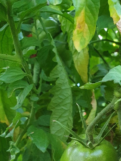 1306 Amish Paste (Аміш Паста)