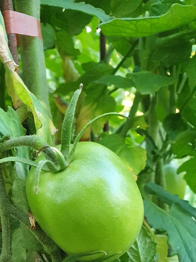 1306 Amish Paste (Аміш Паста)