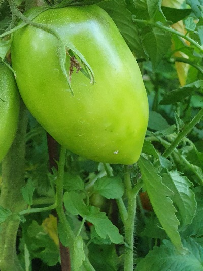 1306 Amish Paste (Аміш Паста)