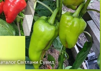 6034 Франціус (солодкий)