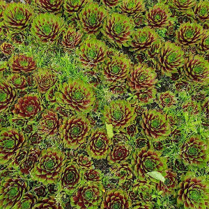  Молодило зелене з червоною серединкою