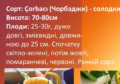 6019 Чорбаджи (солодкий)