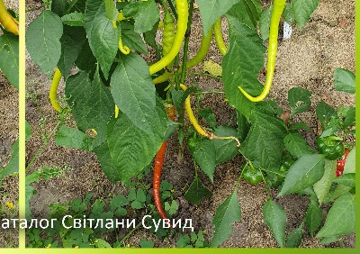 6019 Чорбаджи (солодкий)