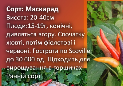 6039 Маскарад (гіркий)