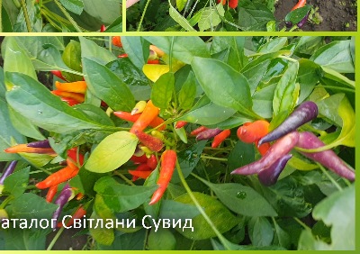 6039 Маскарад (гіркий)