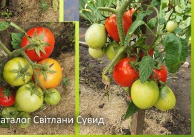 1219 Алка