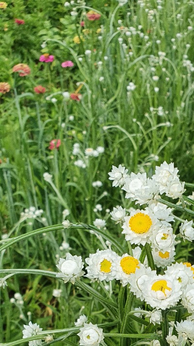 25708 Аммобіум крилатий (сухоцвіт) 