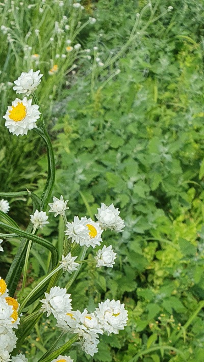 25708 Аммобіум крилатий (сухоцвіт) 