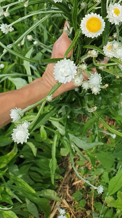 25708 Аммобіум крилатий (сухоцвіт) 