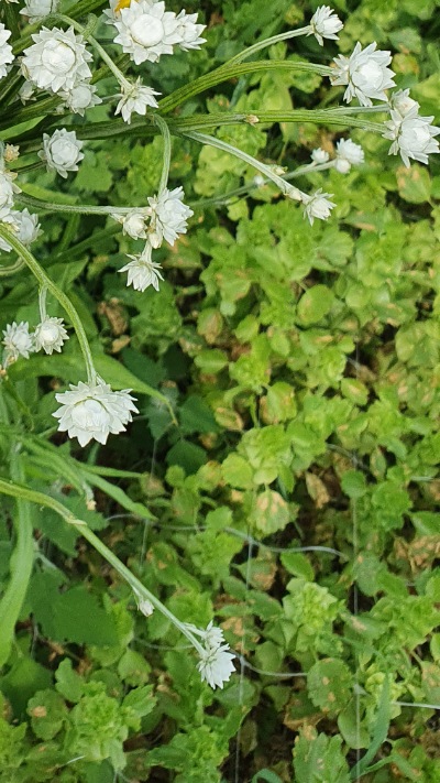 25708 Аммобіум крилатий (сухоцвіт) 