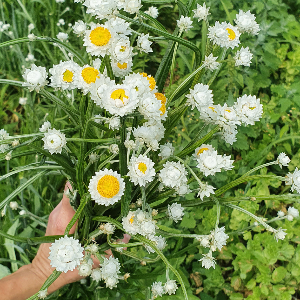 category.an.dried_flowers_prof Аммобіум крилатий (сухоцвіт) 