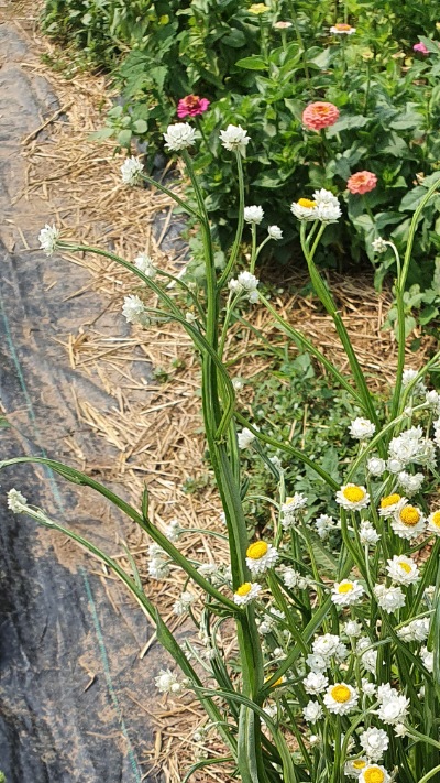 25708 Аммобіум крилатий (сухоцвіт) 