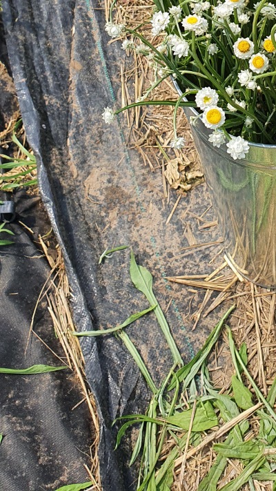 25708 Аммобіум крилатий (сухоцвіт) 