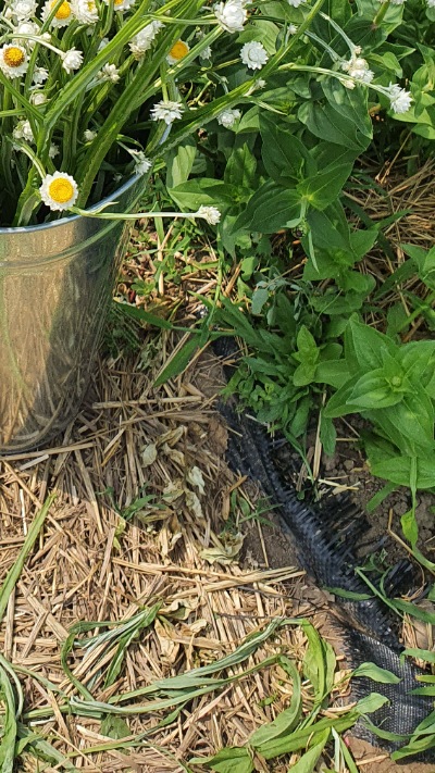 25708 Аммобіум крилатий (сухоцвіт) 